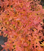 Gillenia trifoliata 